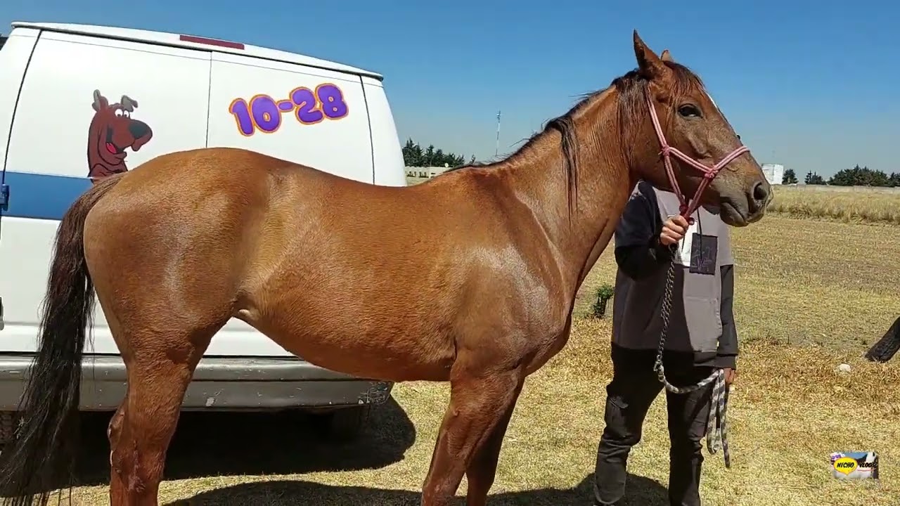PLAZA GANADERA-ESPECIAL DE CABALLOS FINOS-SOLO LOS MEJORES CABALLOS,YEGUAS,MULAS,MACHOS Y PONYS.