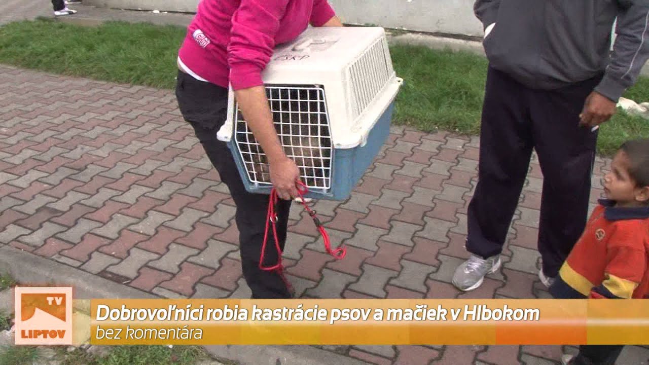 Kastr&aacute;cie psov a mačiek v Hlbokom
