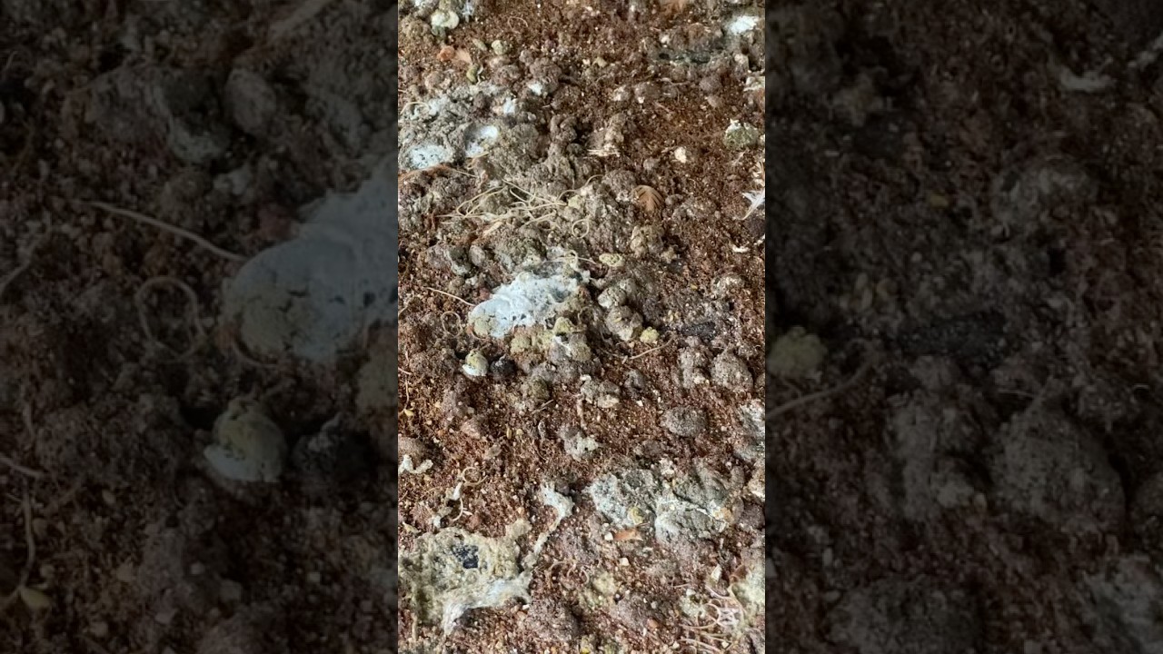 Day27/110 You&rsquo;re Feeding Worms, Not Chickens! | Quick Deworming Tip #kochavfarm #PoultryFarming