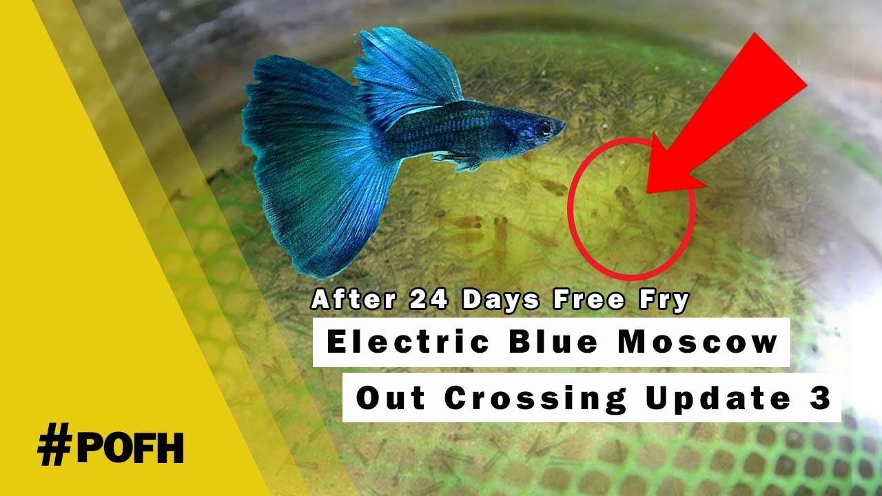 Blue Moscow Out Cross to F1 Blue Diamond X Black Moscow | Update 3