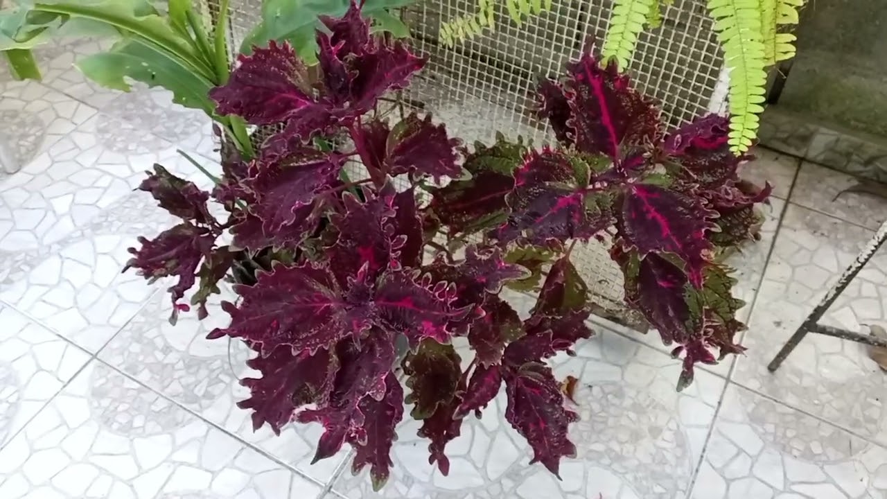 Acompañame a visitar el jardín de una suscriptora💐🌿🌺🌴🥀🍁