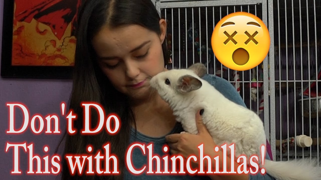 Dangers to Chinchillas | The DON'Ts of Chinchilla Care