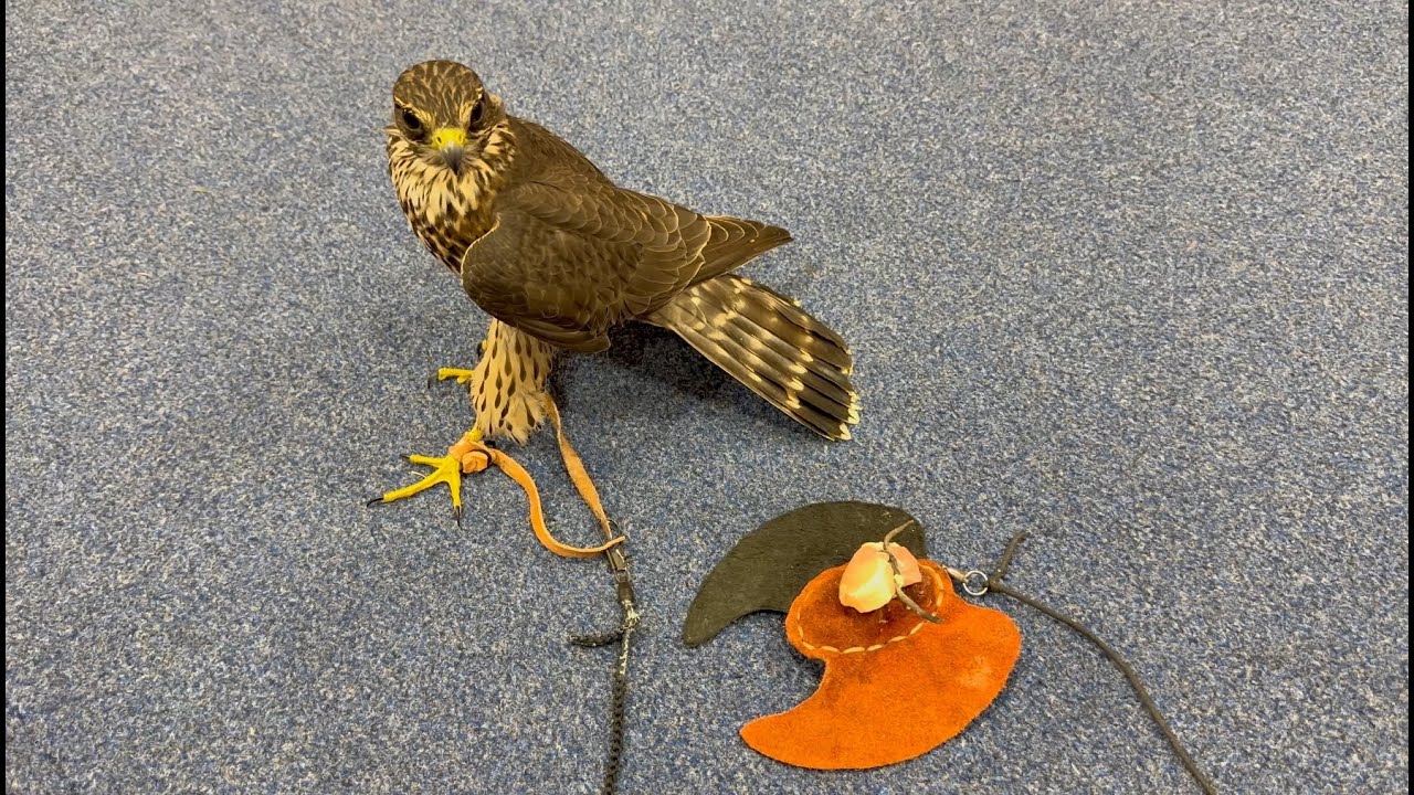 Falconry: Introducing the lure
