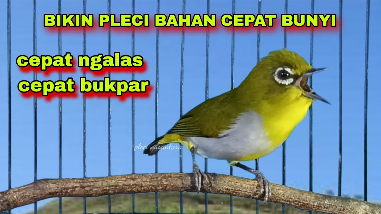 Call Dobel Pleci Buxtoni Jantan,Bikin Pleci Bahan Cepat Bunyi || Pleci Bustomi Gacor