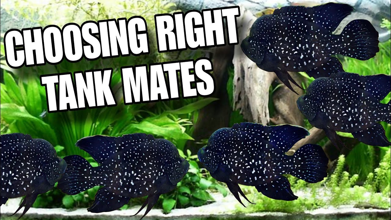 Choosing 20 Right Tank Mates For Polleni Cichlid | Starry Night Cichlid | Black Diamond Cichlid