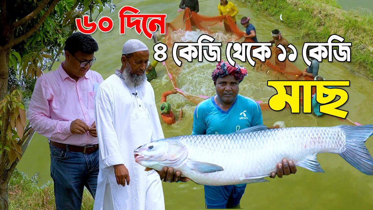 ২৫০ বিঘা পুকুরে মাছ চাষ। মজার ব্যাপার কোন কিছুই পুকুরে দিতে হয় নাই। উদ্যোক্তা রাজশাহী তানোরের মেজো