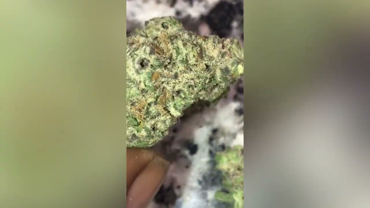 Cake mintz strain ( Free YSL )