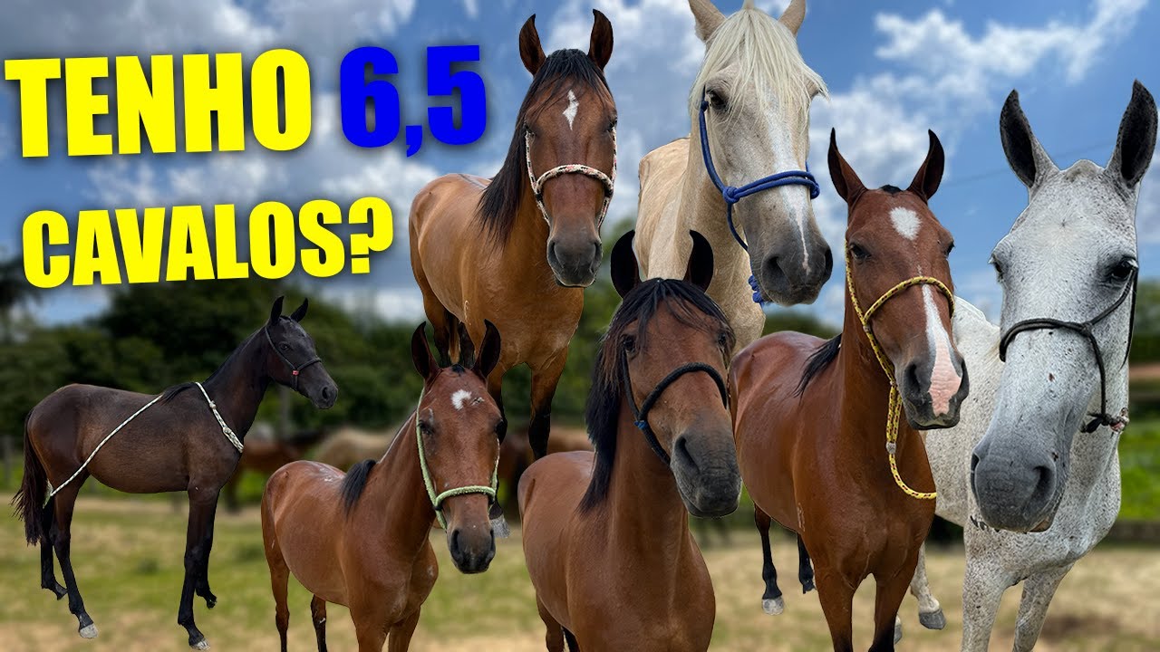 ATUALIZANDO MEUS CAVALOS