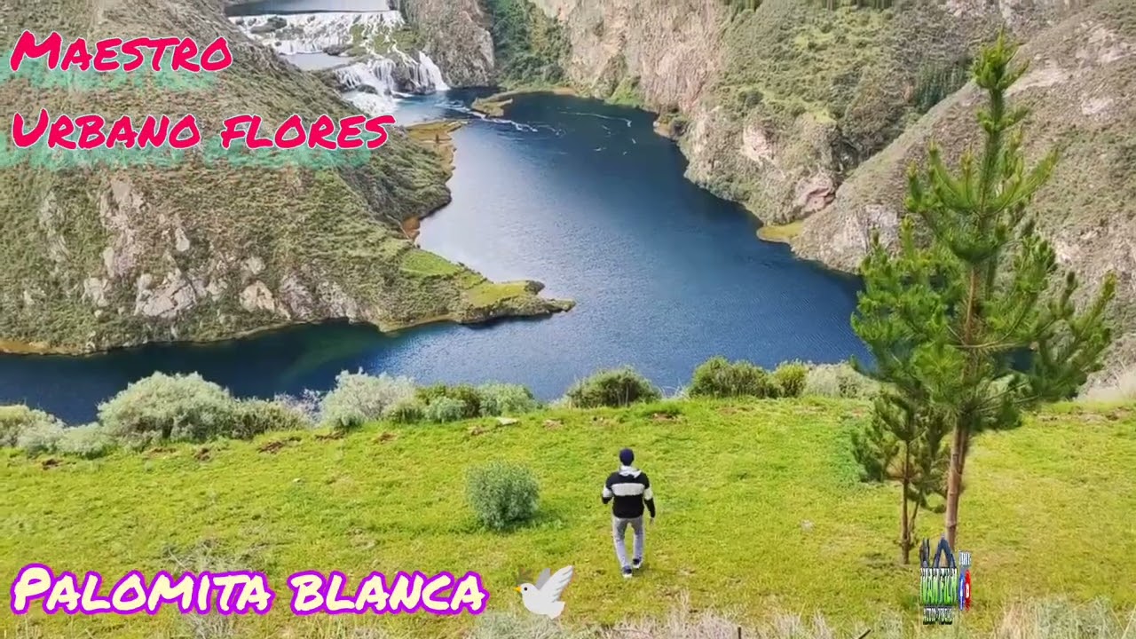 Urbano flores 🎻 Tema: palomita blanca 🕊️ huayno sentimental Arpa y violin