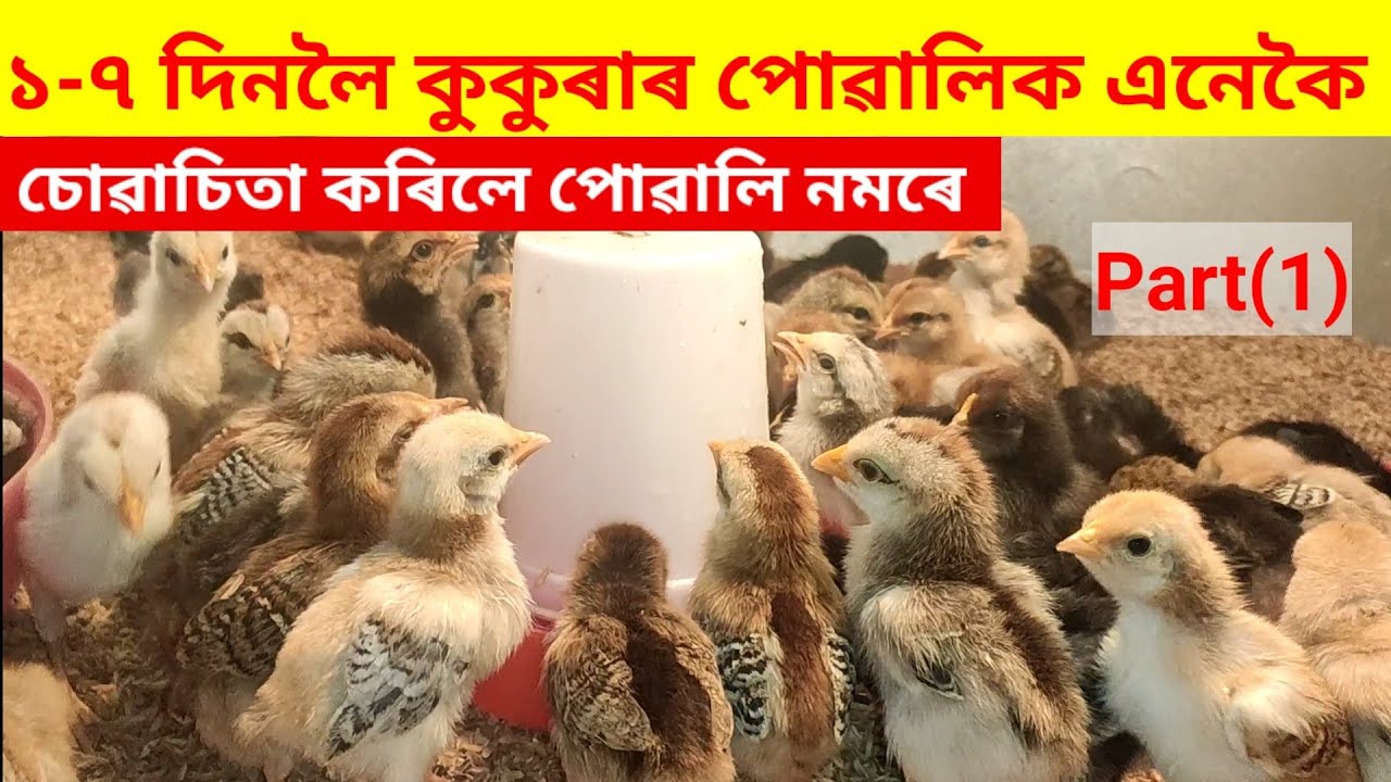 ১ৰ পৰা ৭ দিনলৈ কুকুৰাৰ পোৱালিক এনেকৈ ব্ৰুডিং কৰিলে এটাও পোৱালী নমৰে(Local Murgi farming)
