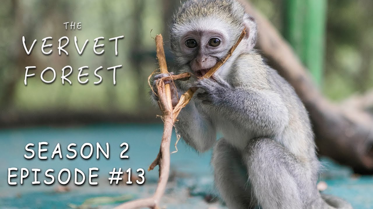 4 New Ex-Pet Baby Monkeys & Abby Gets a Mom - Vervet Forest - S2 Ep13