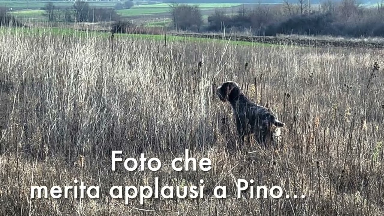 Florcita Pino