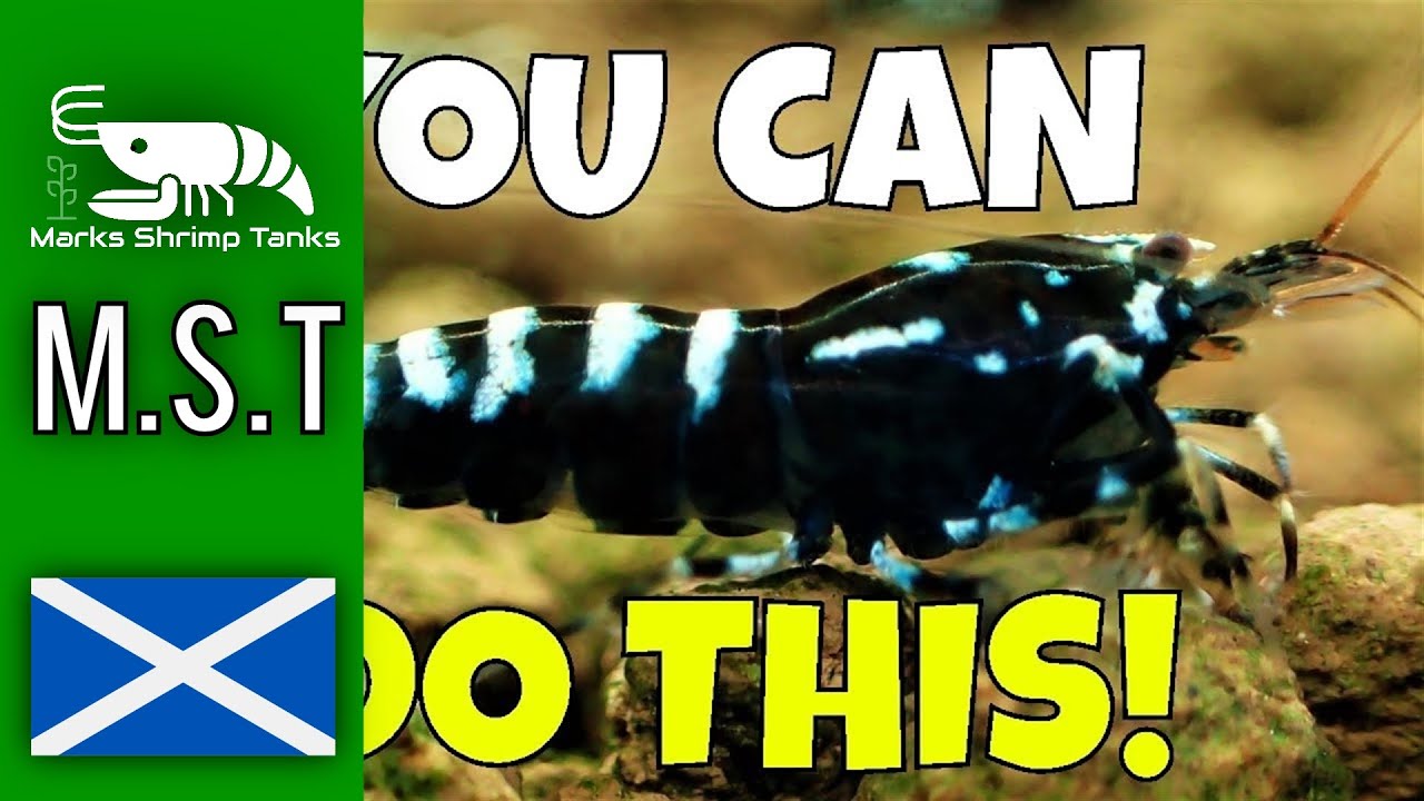 How To Crossbreed Zebra Pinto and Galaxy Pinto Shrimp – Breeding Tutorial