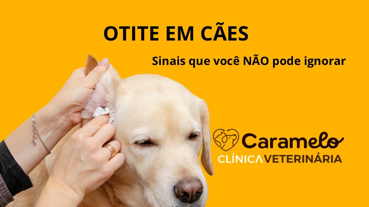 Seu cachorro coça muito a orelha? Pode ser OTITE! Saiba os sinais e o que fazer