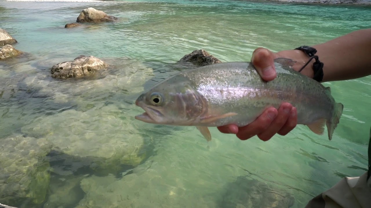 Reka Soča naravni biser v dolini Soče, soška postrv, potočna postrv, šarenke, Ribiška družina Tolmin