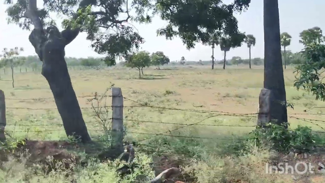 9843409492 திண்டுக்கல் மாவட்டம் எரியோடு அருகே 12 ஏக்கர் ஒரு சென்ட் விலை 80 ஆயிரம் குறைத்து பேசிக்கலா