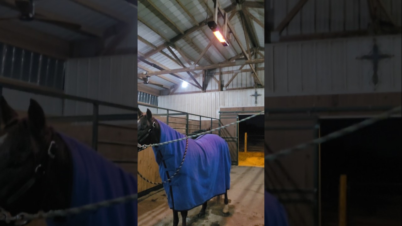 We installed an Infrared Heat Light in the Barn! ❤️ #cwelitecowhorses #heater #showhorse #GloryToGod