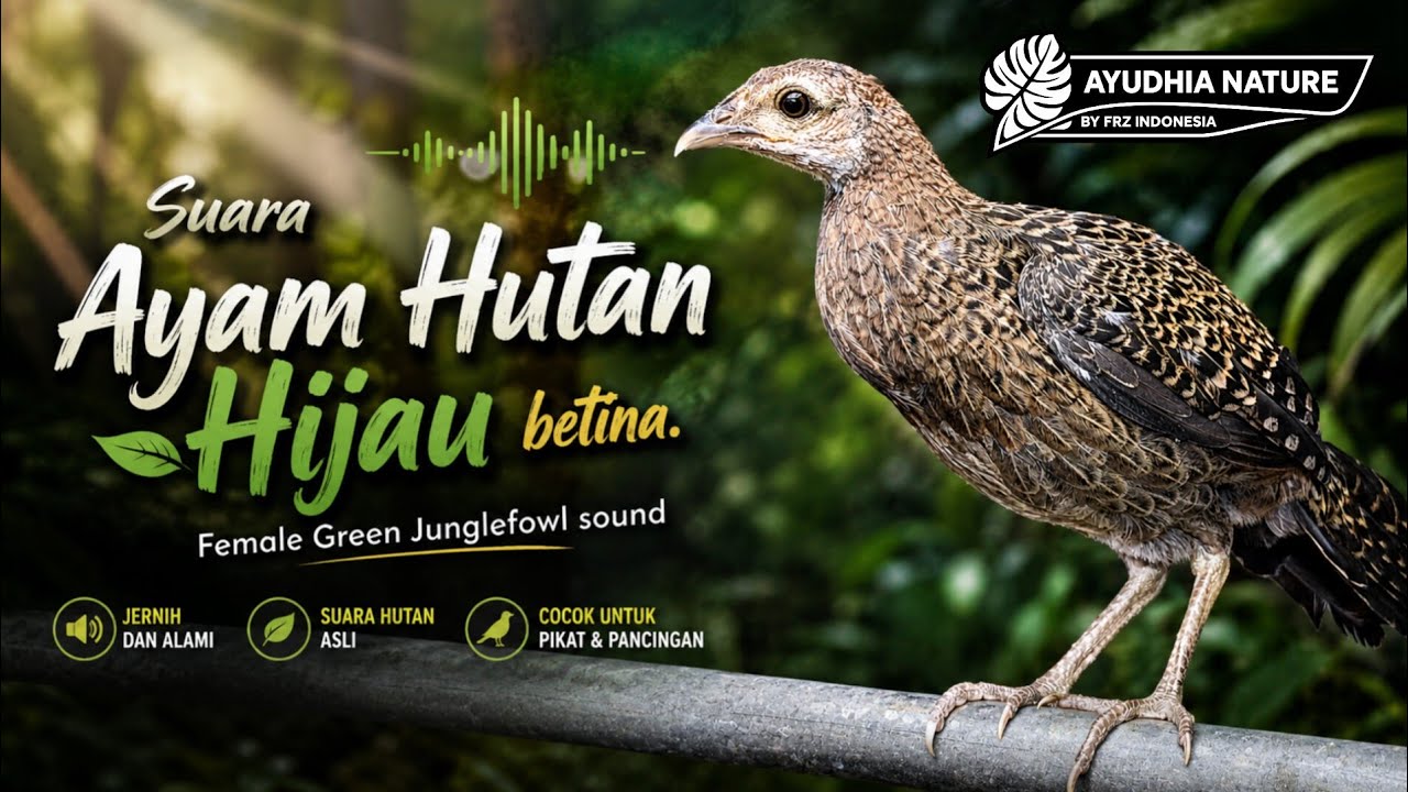 Suara Ayam Hutan Hijau betina | Female Green Junglefowl #explore #nature #junglefowl #ayamhutan 