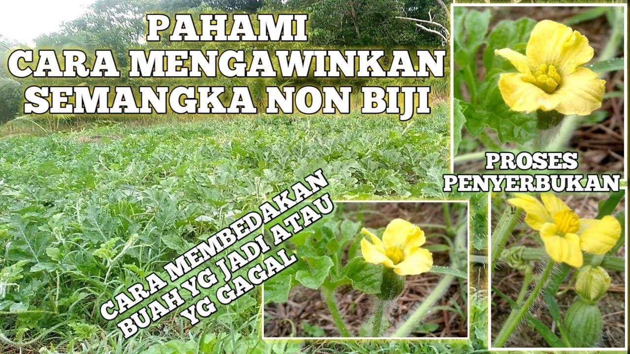 CARA NGAWINKAN SEMANGKA NON BIJI & CARA MEMBEDAKAN BUAH YANG BAKAL JADI / GAGAL