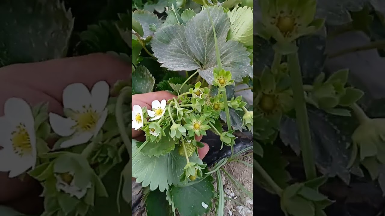 KLERI navli qulupnayning kuzgi xosili