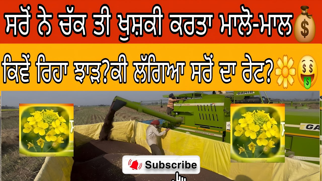 ਸਰੋਂ ਦੀ ਵਢਾਈ ਸ਼ੁਰੂ2026  ਝਾੜ ਰੇਟ  Mustard Harvesting price 
