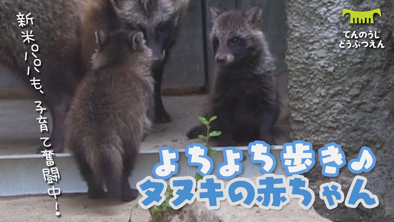 よちよちホンドタヌキの赤ちゃん♪新米パパも子育て奮闘中！【大阪市 天王寺動物園】ママのぽん、パパのくりとん、4月28日生まれの赤ちゃんたち