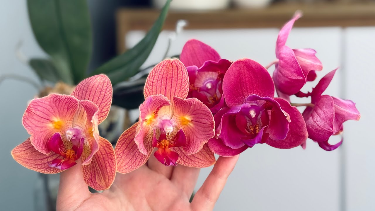 Ура,ми дочекалися!Весна на квітучому балконі😍#orchid #орхидеи#орхідеї #цветущиеорхидеи #phalenopsis 