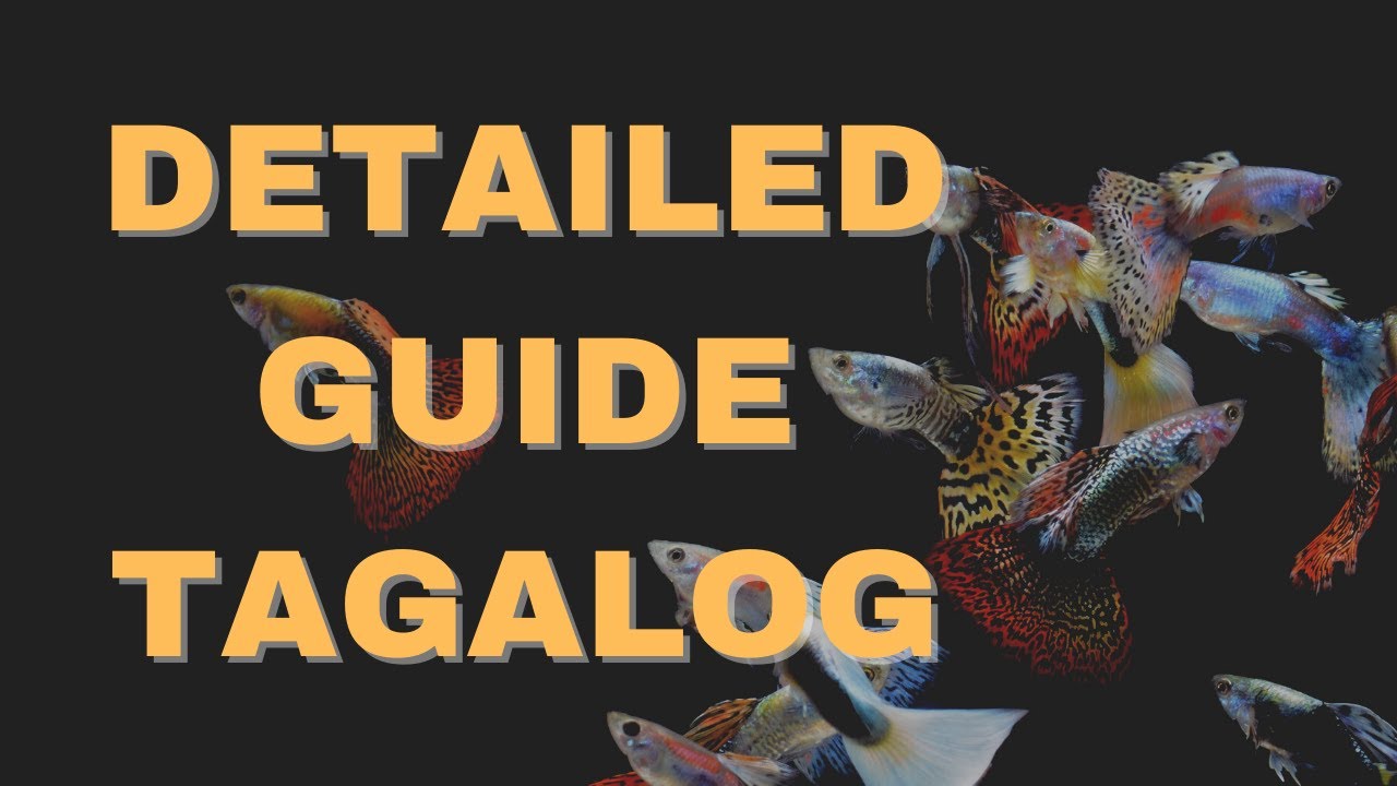 Paano Mag-alaga ng Guppy | Aquarium Setup, Pagkain, at Tank Mates | Katropapets