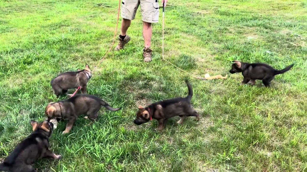 6 week old German Shepherd puppies. “A” litter Barrage K9 pups see their first flirt pole for prey!