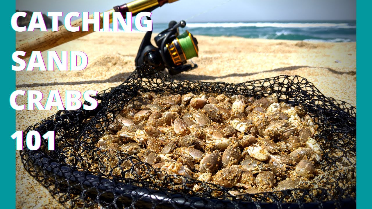 How to catch sand crabs and DIY bait box | FREE BAIT for surf fishing