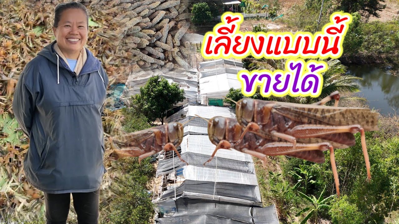 เลี้ยงตั๊กแตนอย่างไรให้ขายได้ ติดต่อ คุณจุฑารัตน์    มหาโยธี โทร 064 274 3762