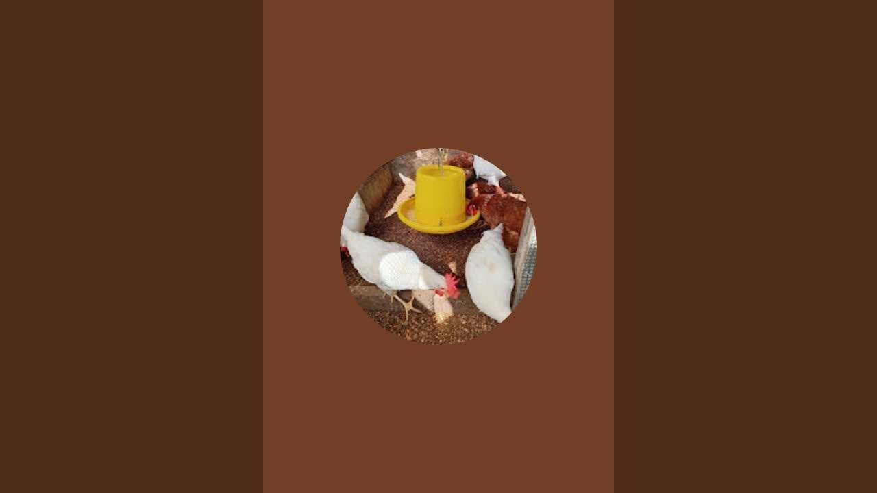 MASTER CHICKS POULTRY FARM