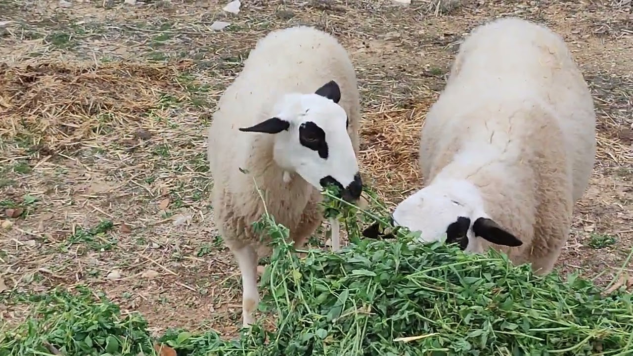 Macho y hembra de oveja de raza autóctona de Aragón, ovino Ojinegra de Teruel.