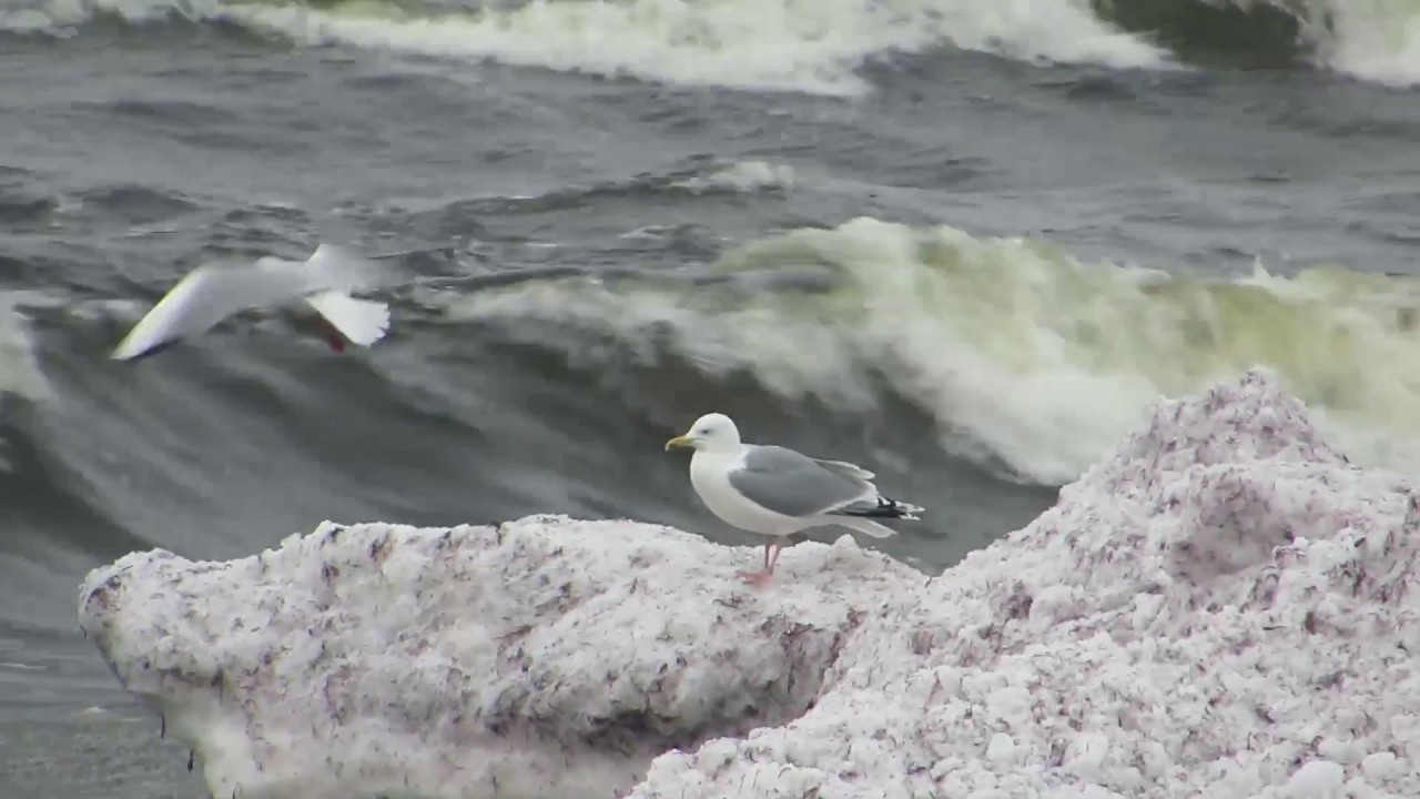Fåglar vid havet.