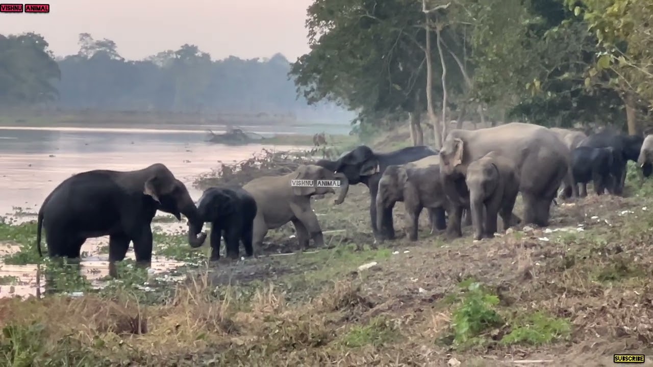 9 February 2026 #assam #animals 