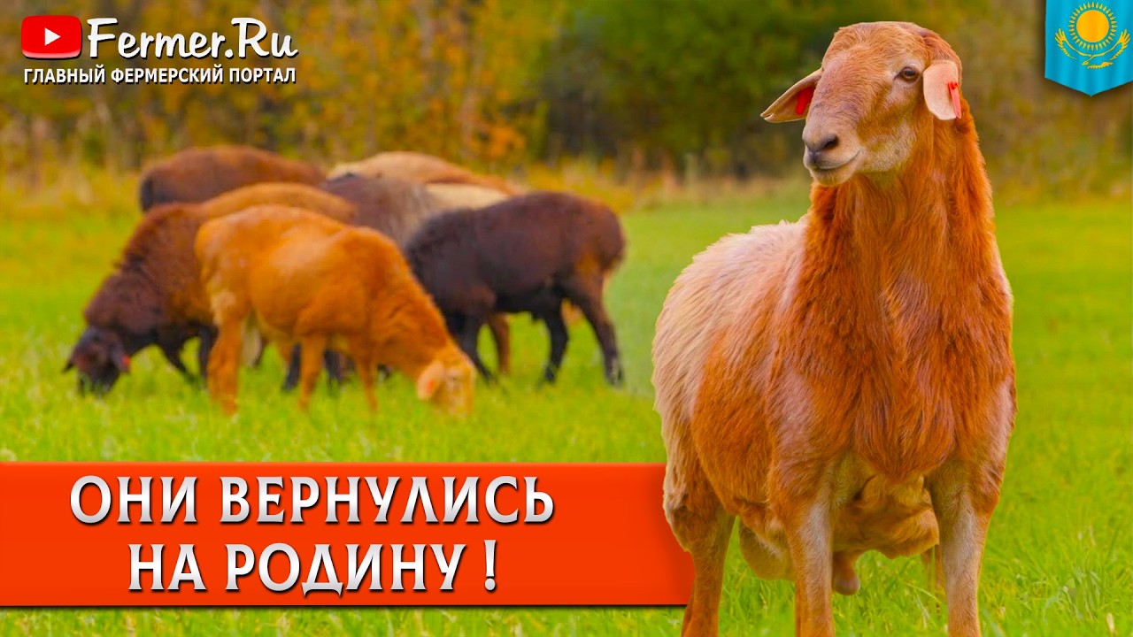 🐏100+ эдильбаевских баранов привезли в Казахстан из России. 5 лучших баранов отвезут в Аягоз