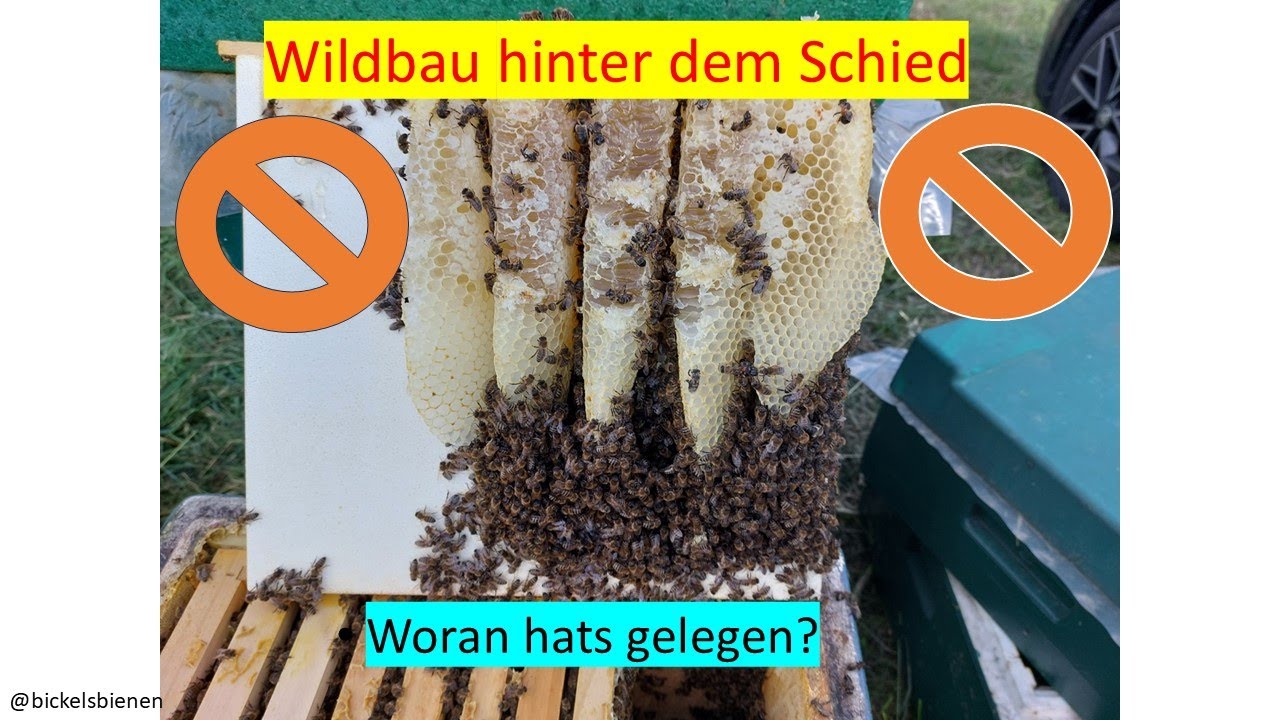 Wildbau hinter dem Schied und die mögliche Ursache