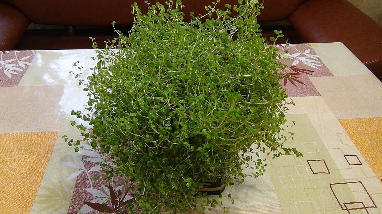 🌿 Комнатный цветок 