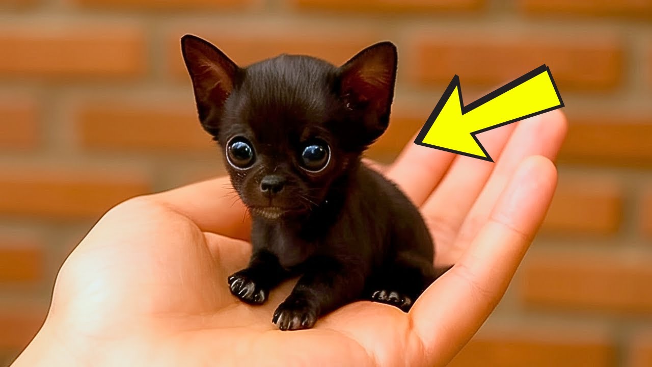 Muž Si Myslí, Že Zachránil Štěně. Když To Uvidí Veterinář, Zbledne!
