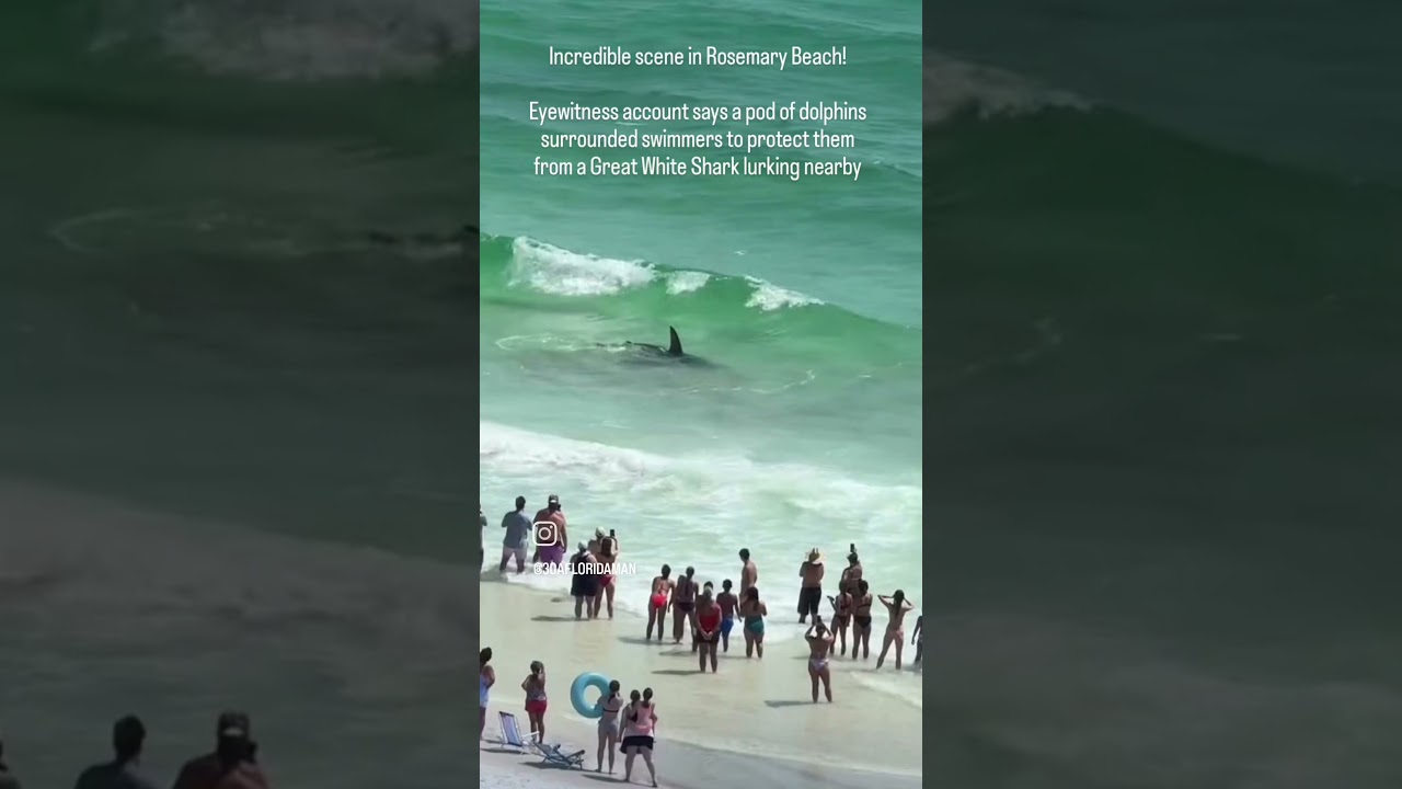 Dolphins save swimmers from Great White Shark in Rosemary Beach 30A Florida according to eye witness