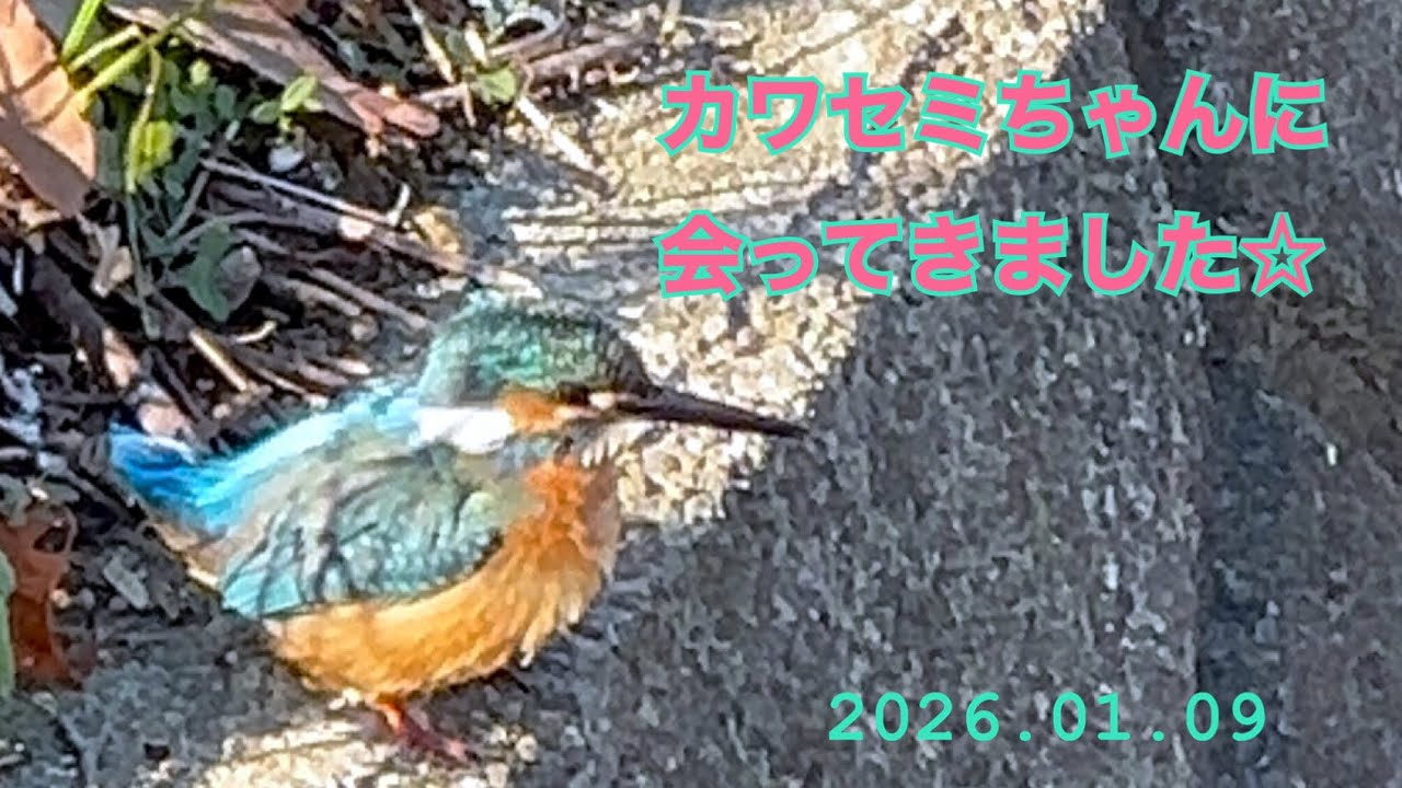 カワセミちゃんに会ってきました☆仙了川☆開成町☆#birds #鳥 #カワセミ #シラサギ #コサギ  #癒し #仙了川 #開成町 