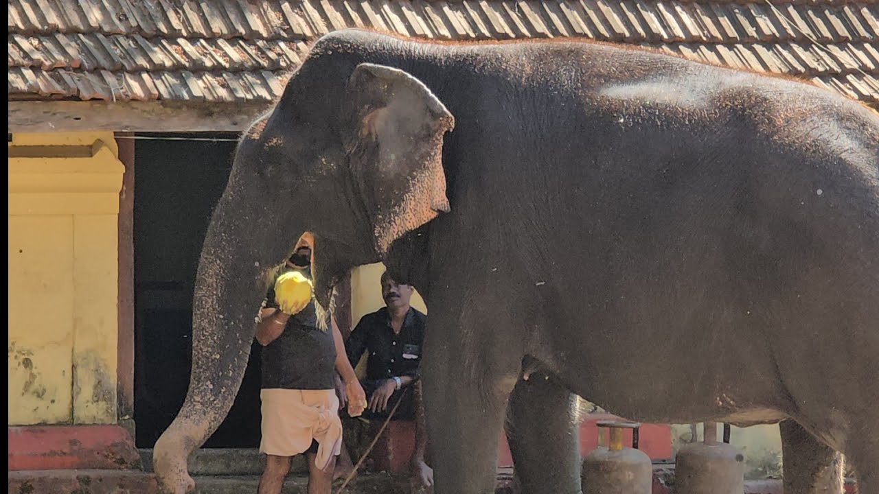 #travel Guruvayoor #to #elephant #camp ആനത്താവളം #maharajasbrajan #worldtraveller #kerala #india
