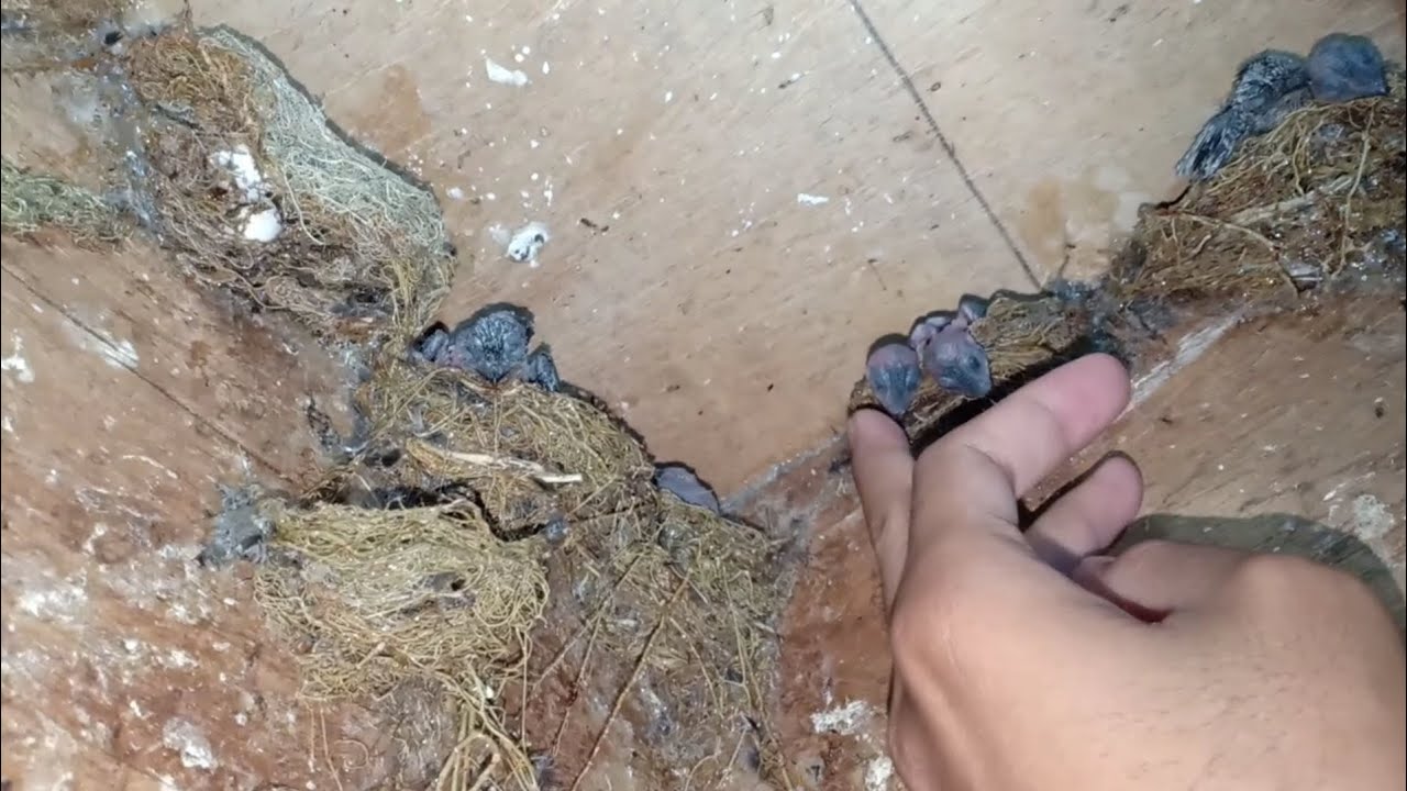 INI DIA PERBEDAAN BURUNG SRITI DAN BURUNG WALET