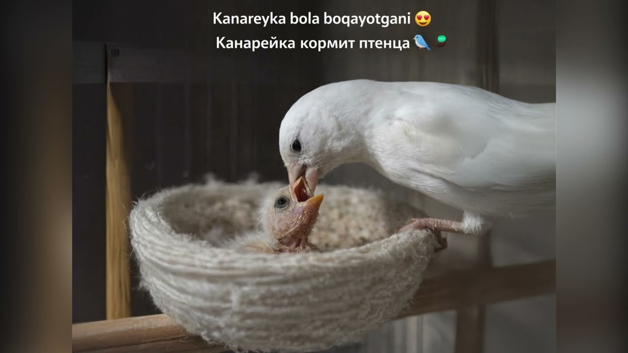 Канарейка кормит птенца 🐤kanareyka bola boqmoqda