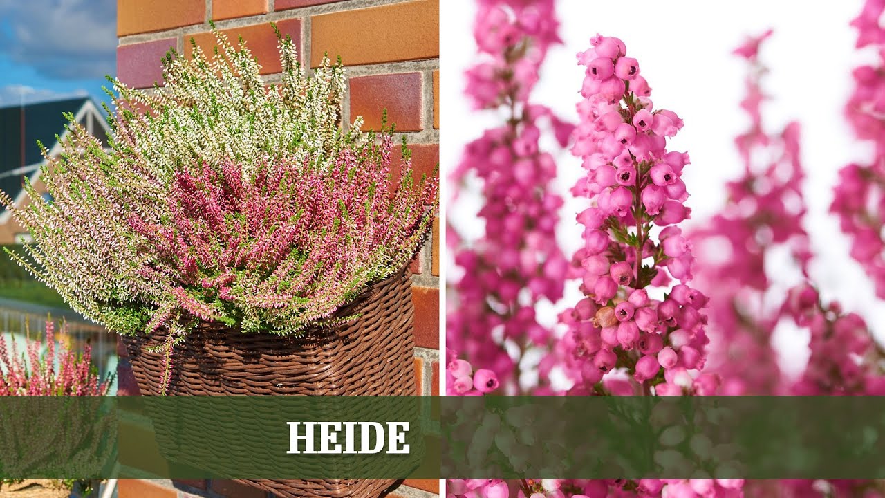 Heide - Sorten, Ansprüche und Tipps zur Bepflanzung