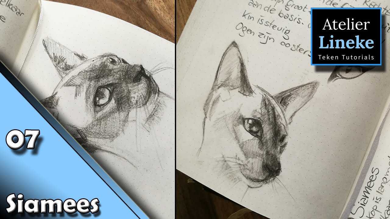 Hoe teken je een Kat 07 Siamees - 50 katten tekenen Challenge!!