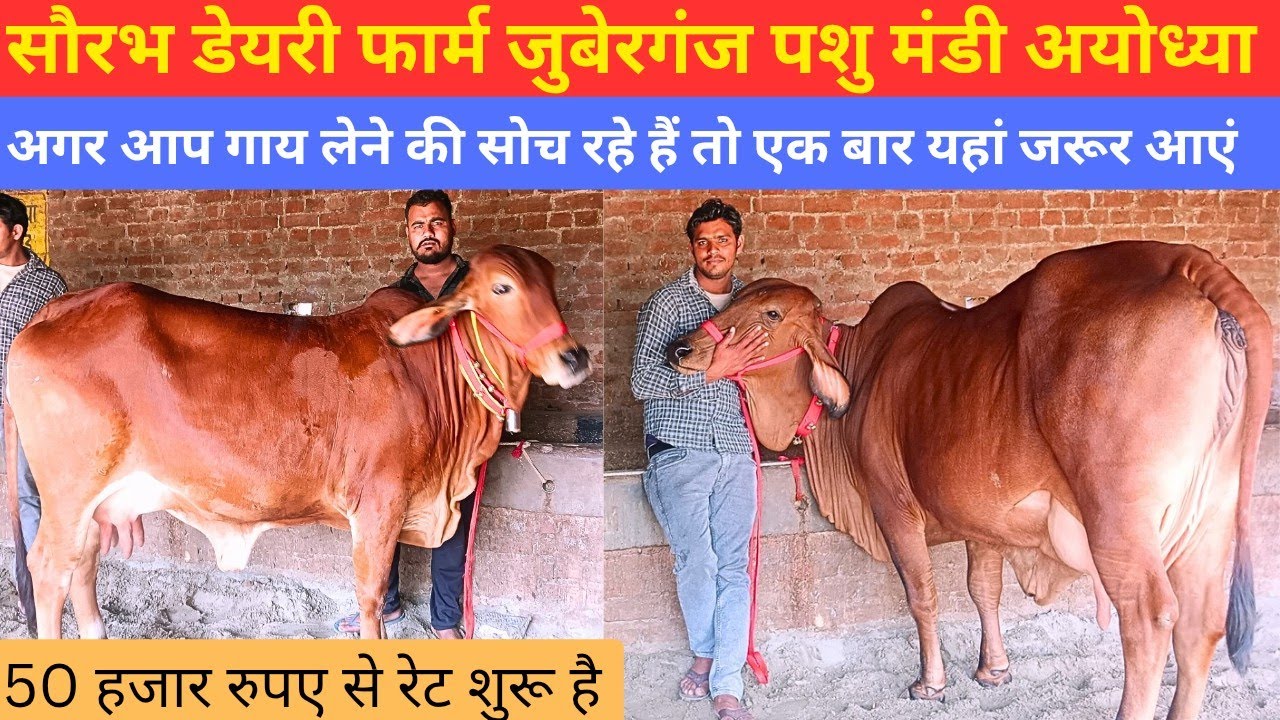 आज फार्म पर 20 गाय आई हैं बिक्री के लिए Saurabh Yadav Dairy Farm juberganj pashu mandi ayodhya up।