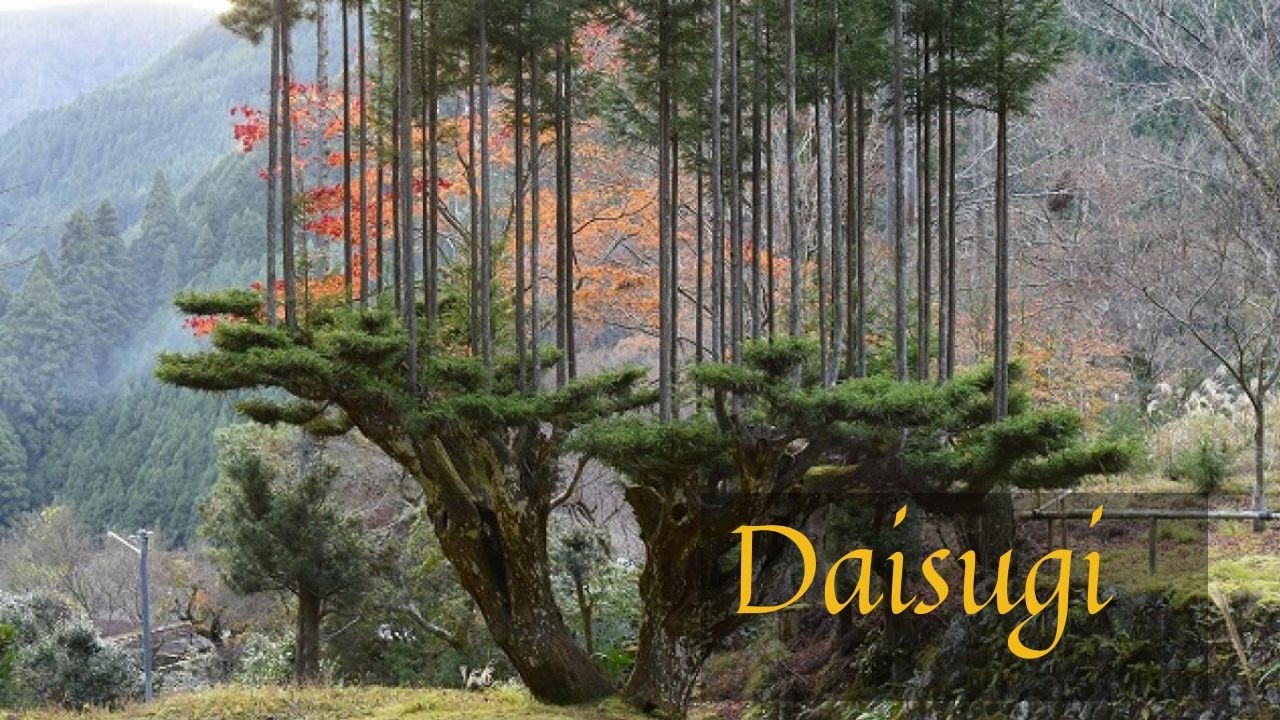 This Japanese Technique Grows Perfect Timber Without Cutting Trees