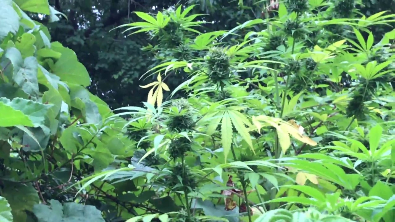 Cannabis Grow September 2 2017