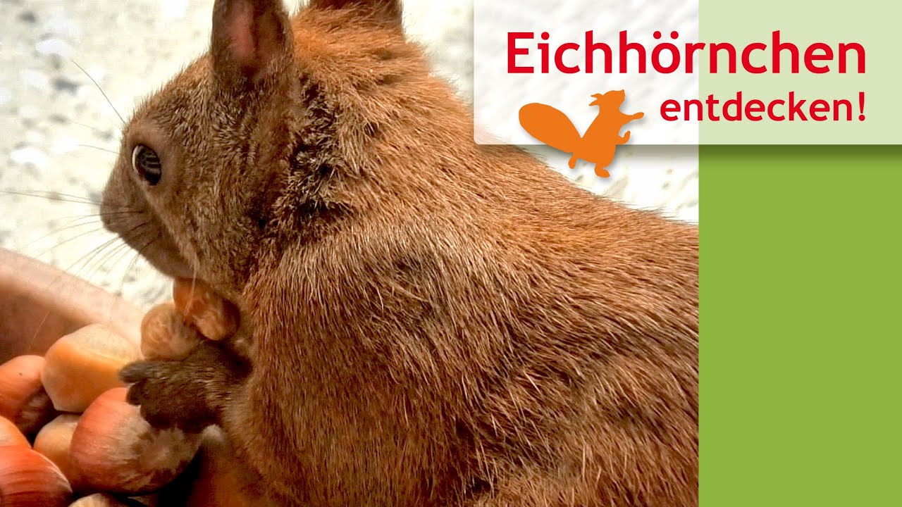 Tom – zwei Nüsse müssen es sein!